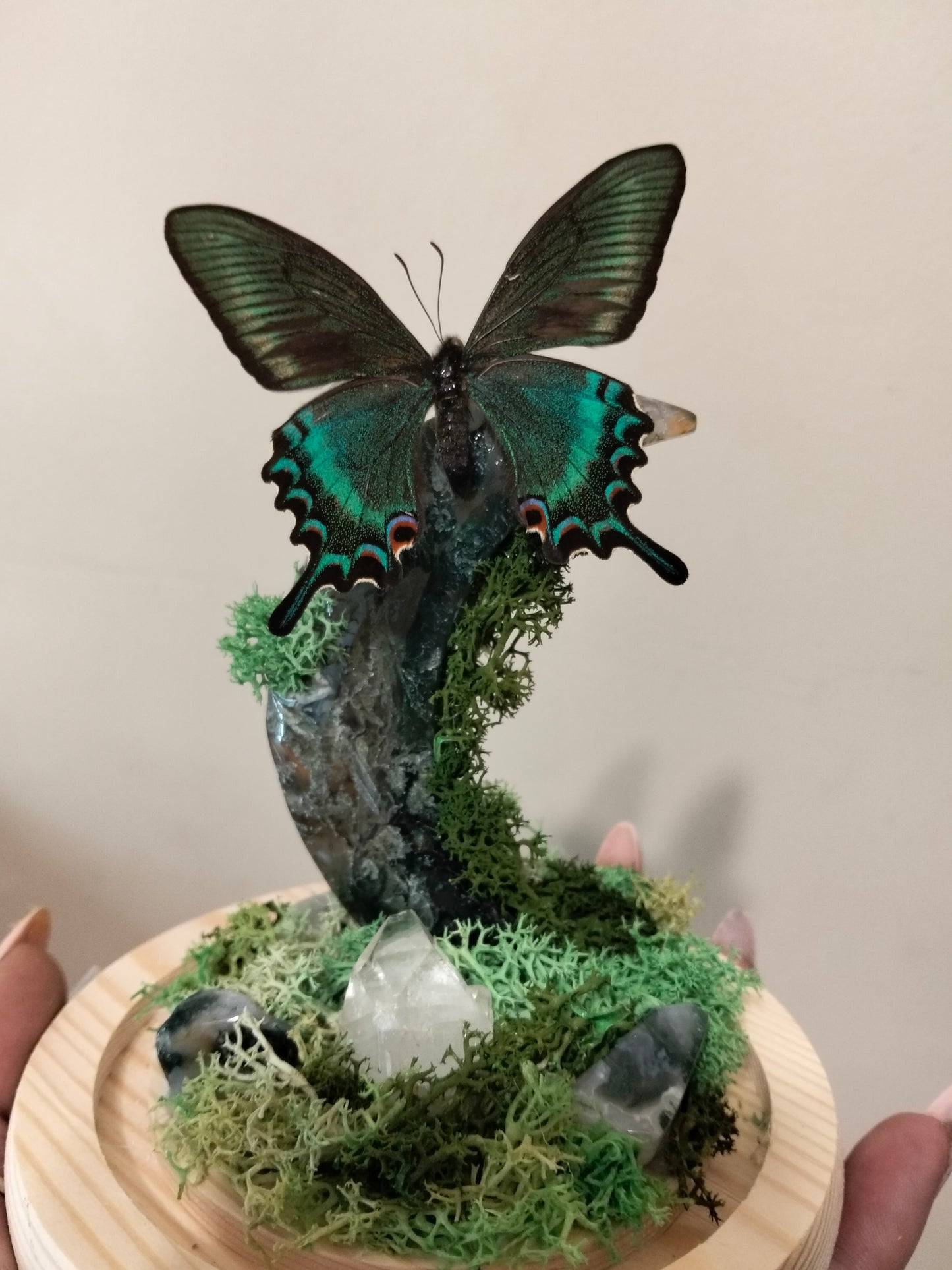 Alpine Swallowtail & Moss Moon