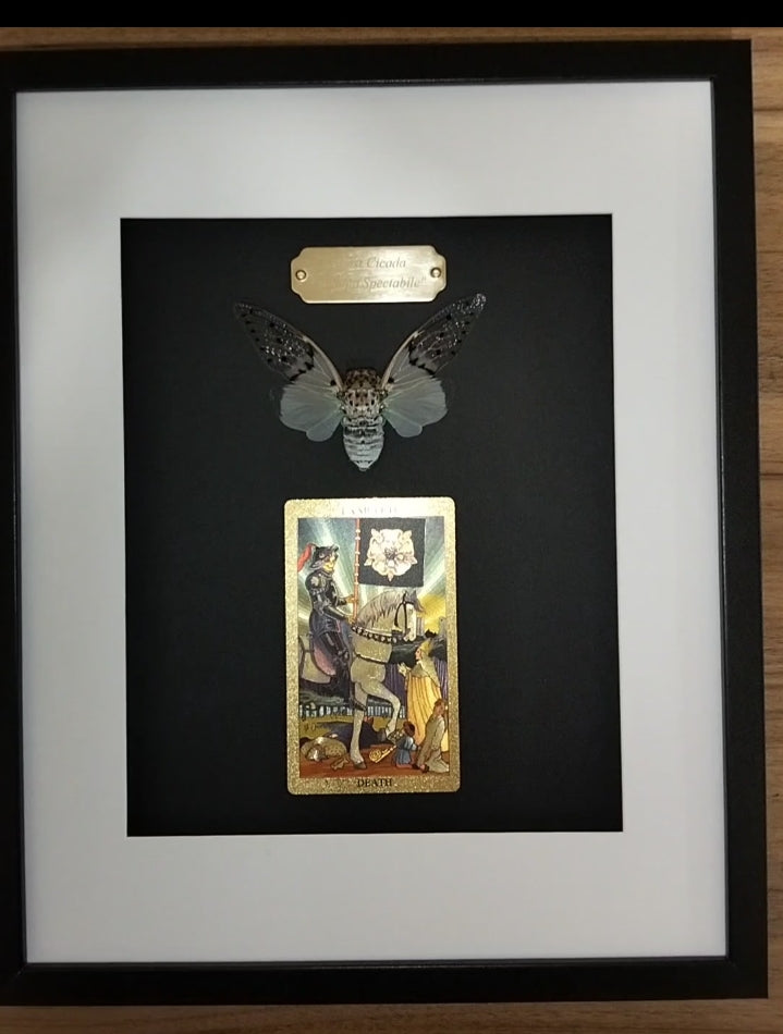 The Spectral Harvest: Ghost Cicada & Gilded Death