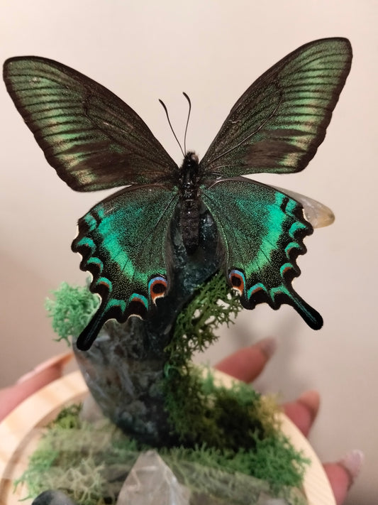 Alpine Swallowtail & Moss Moon