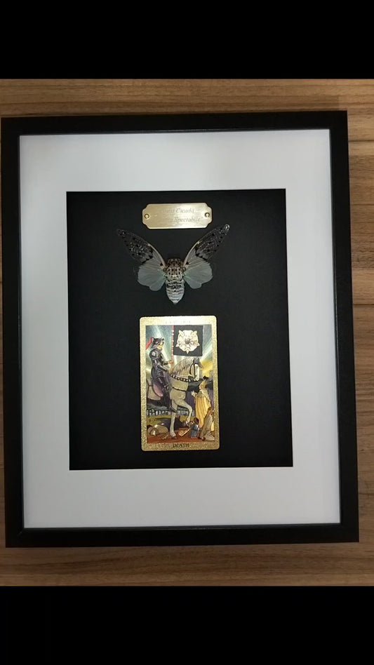 The Spectral Harvest: Ghost Cicada & Gilded Death