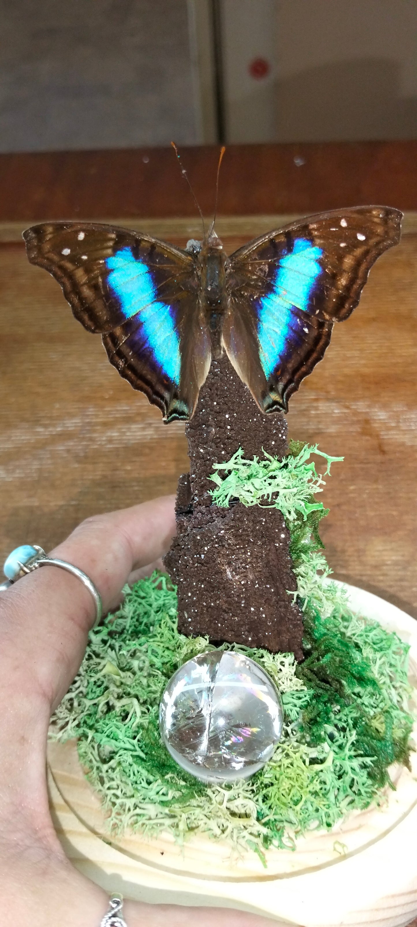 Immortal Return✨🦋✨